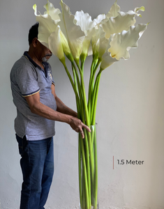 Giant white callas!